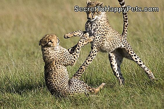 Ten Gepard Urodziła Się Z Rekordową Liczbą Cubs & Spoiler - Wszystkie Są Urocze