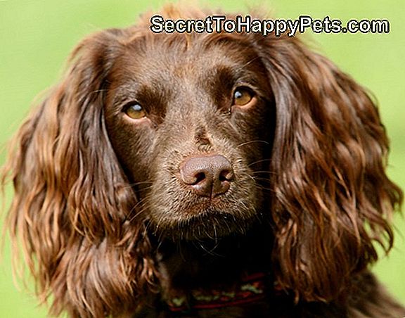 Boykin Spaniel Dog Breed Fakty I Informacje