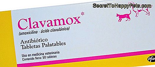 Clavamox Doser För Urinvägsinfektion Hos Hund