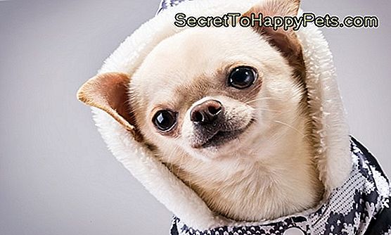 Jak Dbać O Chihuahua Z Bólem Brzucha
