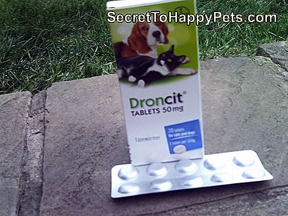 Praziquantel Dosage For Cats