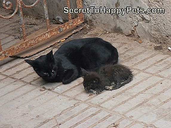 Więc Dlaczego Czarne Koty Są Uważane Za Pechowców?