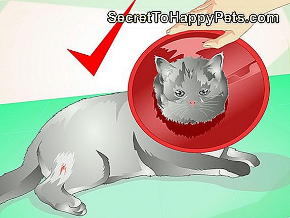 Como Tratar Um Abcesso Em Um Gato