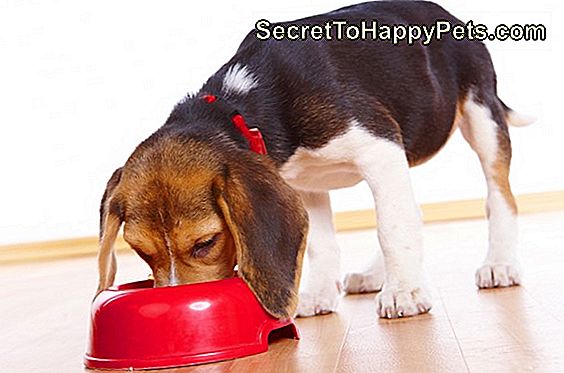 Como Tratar Dog Mange Com Home Remédios