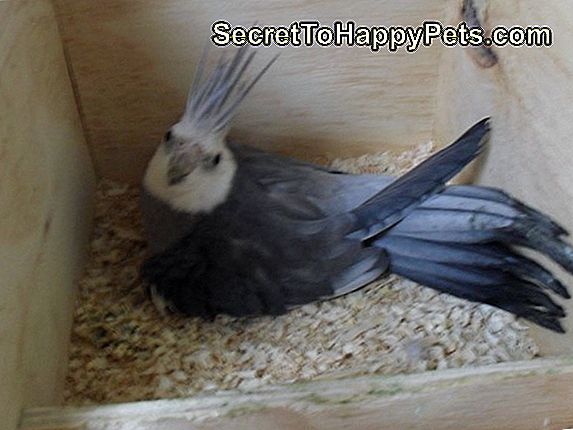 O Que Uma Cacatua De Guarda-Chuva Pode E Não Pode Comer