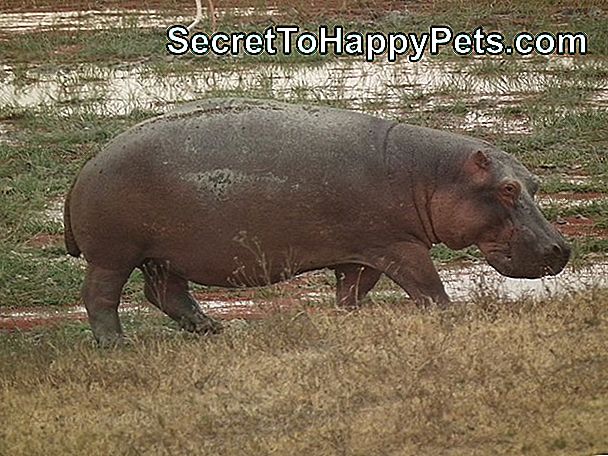 Hipopotamul Prematur De La O Lună Prematură Este Prea Greu Pentru Ca Personalul Să Poarte