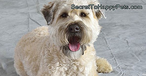 Informații Și Informații Despre Rasa De Câine Bedlington Terrier