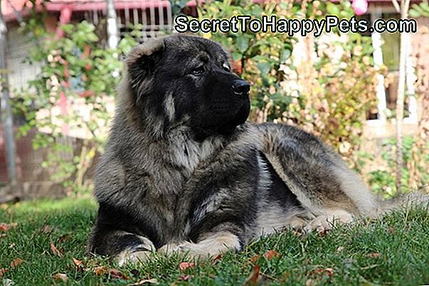 Sporotrichosis La Câini: Semne, Simptome Și Tratament