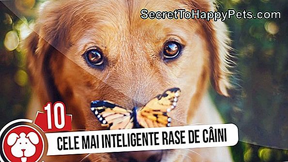 Top 10 Cele Mai Inteligente Rase De Câini