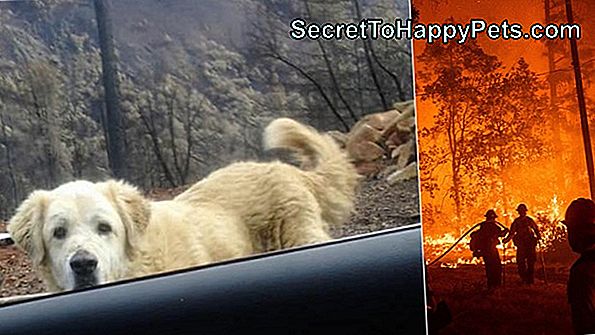 Ako Tento Pes Prežil 9 Mesiacov Stratených V Horách Vyfúkne Vašu Myseľ