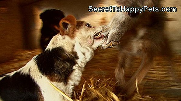 Jack Russell Terrier Vedie Vodiča Nákladného Vozidla K Opustenému Zajačikovi