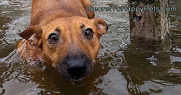 Stranded Dogs Heroically Saved Po Mesiacoch Adrift Na Mori