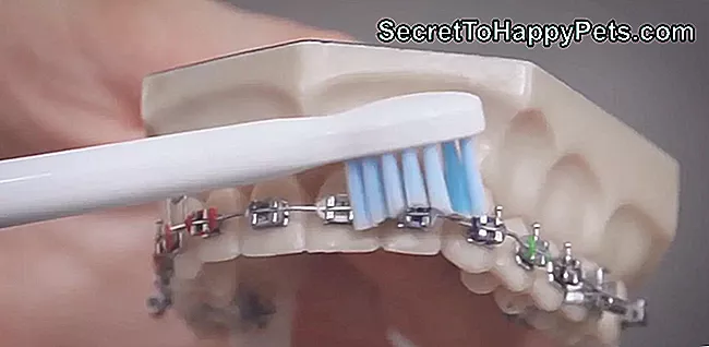 Ako Čistiť Zuby Svojho Psa