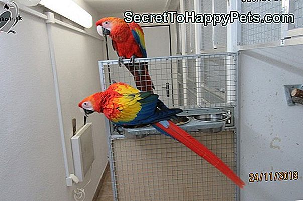 Ako Určiť Pohlavie Papagája Senegalského
