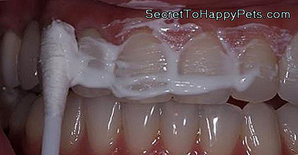 Ako Odstrániť Zubný Povlak Na Zuboch Psa