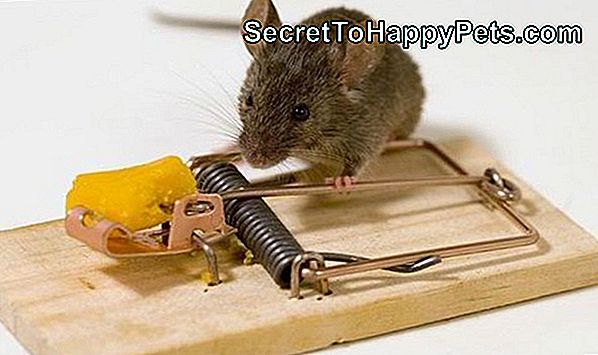 Čo Myši Jesť?