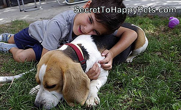 Ta Beagle Dela Potice Na Najbolj Neverjeten Način