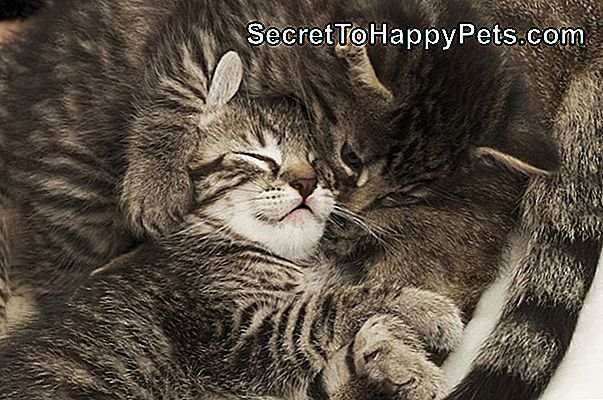 Kako Mačke Izkazujejo Svojo Ljubezen?