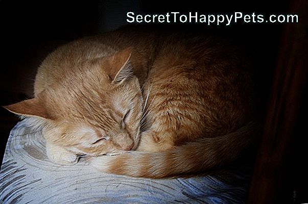 Je Mačka, Ki Spi V Nenavadnih Krajih, Znak Bolezni?