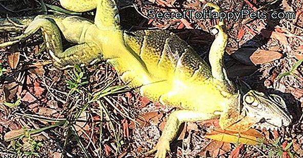 Na Floridi Iguanas Zamrznejo In Odpadejo Z Dreves