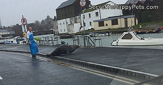 Hungry Seal Feuds With Irish Fishmonger (Again)