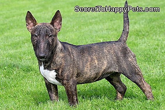 Brindle Pit Bull Facts