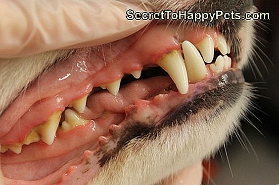 Hur Man Tar Bort Plack På Hund Tänder