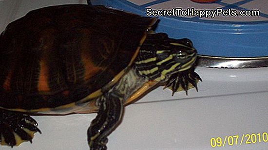 Hur Sköldpaddor Kommunicerar