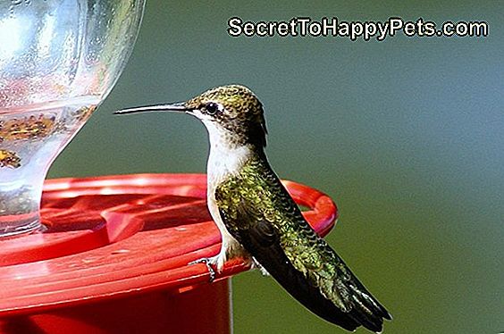 Hummingbird Sugar Water Recept