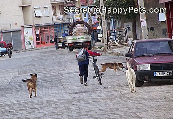 Sokak Köpekleri Insanları 