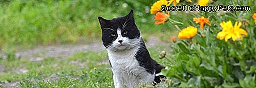 Cat Leeftijdsgrafiek: Kattenjaren Omzetten In Menselijke Jaren
