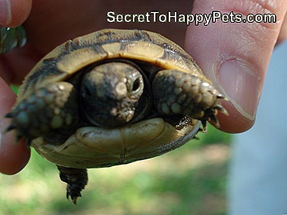 Kurtarılan Bir Kaplumbağa Ve En Iyi Arkadaşı Bu Fotoğraflar, Turtley Şaşırtıcı