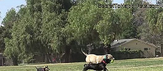 Bir Köpek Yavrusu Nasıl Çiylenir