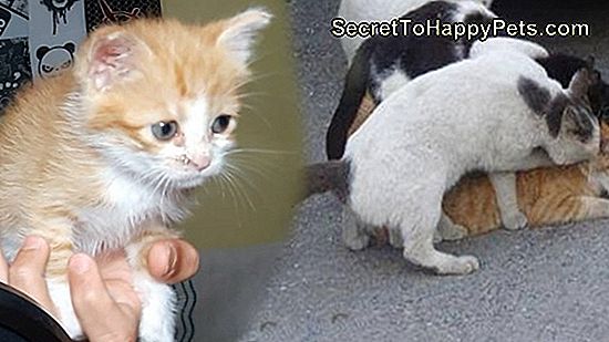 Erkek Kedi Spreyi Nasıl Kurtulur