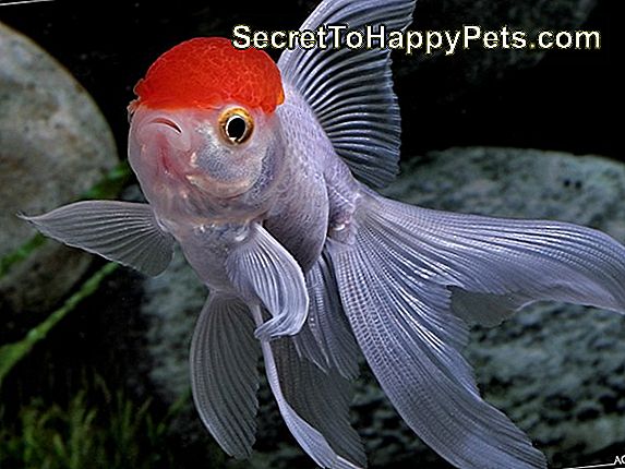 Red Cap Oranda Fish Nasıl Belirlenir Ve Bakılır