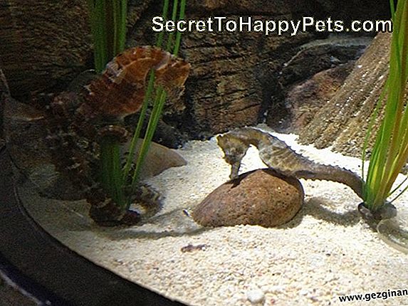 Bir Erkek Bir Erkek Lionfish Nasıl Tespit Edilir