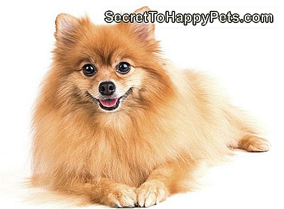 Pomeranian Husky Dog Breed Gerçekler Ve Bilgi
