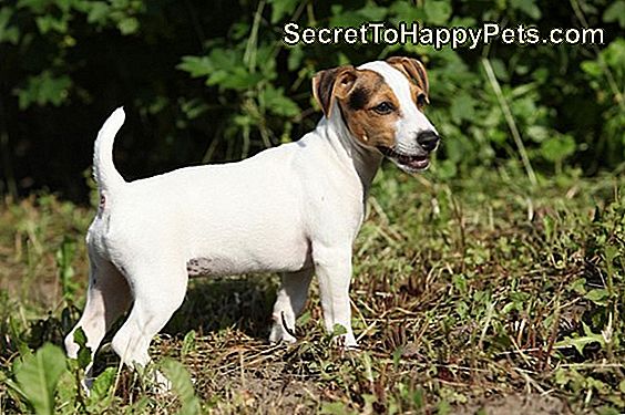 Jack Russel Terrier'Le Birlikte Yaşayan Köpek Türleri
