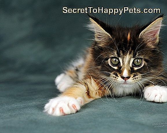 Kediler Neden Kağıdı Yırtmaktan Hoşlanır?