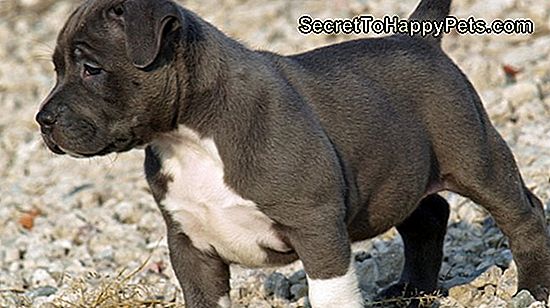 Maksimum Büyüme Için Pit Bull Puppy Nasıl Beslenir
