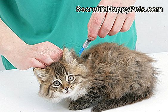Kedilerde Ham Cilt Sorunları Nasıl Tedavi Edilir