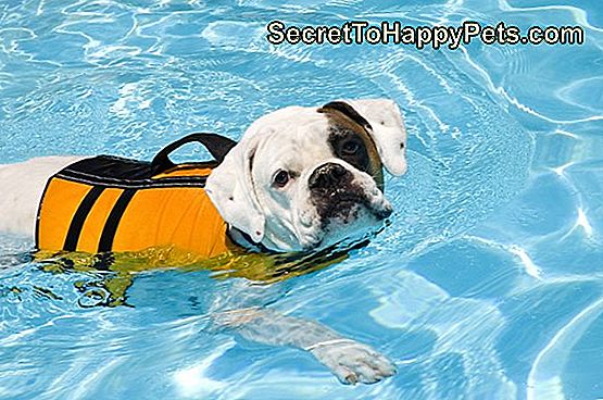 14 nasvetov za vodno varnost za zaščito vašega psa to poletje