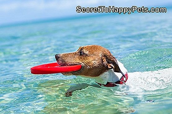 14 nasvetov za vodno varnost za zaščito vašega psa to poletje