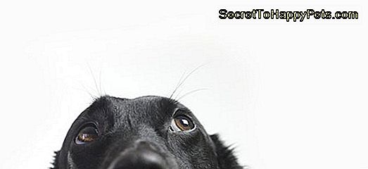 17 Fantastiska Fakta Om Hundar Som Kommer Att Blåsa Ditt Sinne