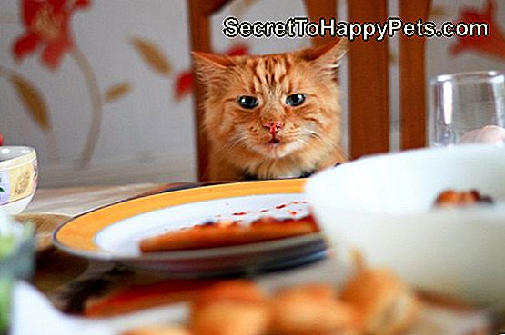 Unverschämte Katze, die Lebensmittel auf Speisetische betrachtet