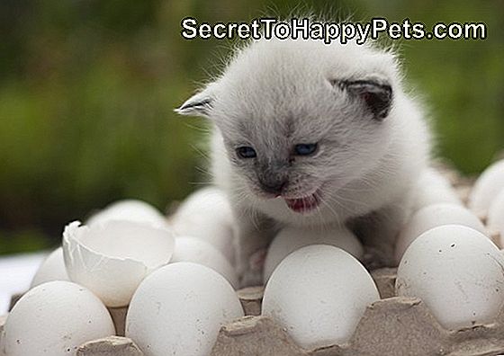 weißes Kätzchen schreien auf dem Ei mit Eierschale