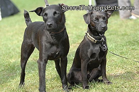 Acepromazin Dosierung Für Hunde ? De.SecretToHappyPets.com