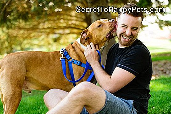 American Pit Bull Terrier Εναντίον Του Αμερικανικού Staffordshire Τεριέ