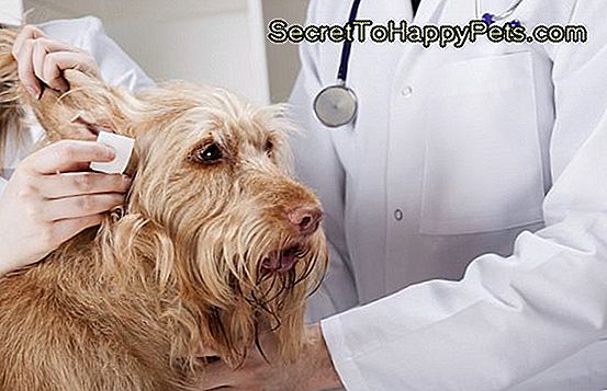 Antibiotika-Nebenwirkungen Bei Hunden