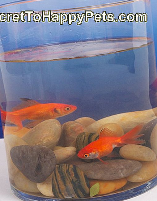 プラナリアを食べる水族館の魚 🐶